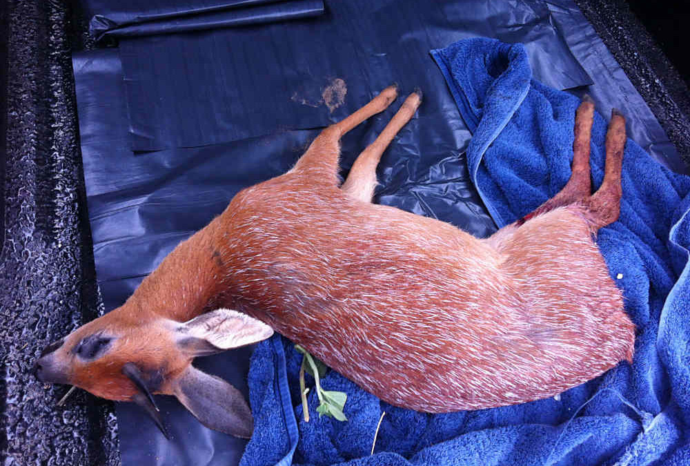 Dogs in the Reserve Kill Grysbok!